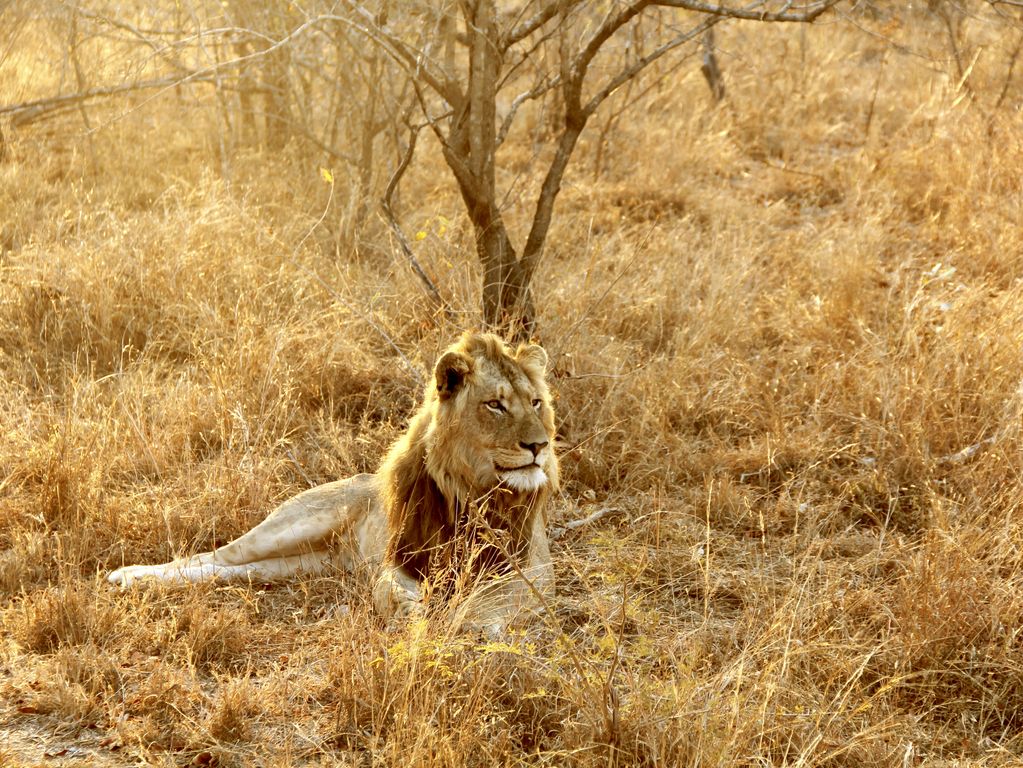 Kruger NP leeuw Zuid Afrika groepsrondreis 4